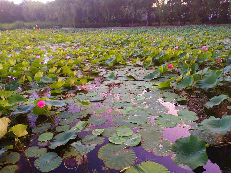 抓住夏的尾巴,走進公園與荷花來一場