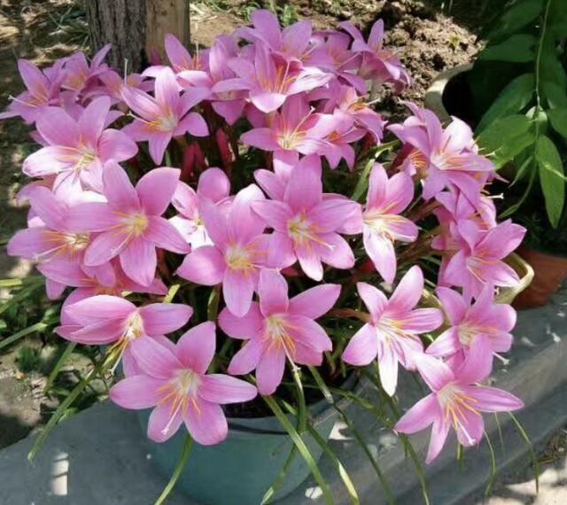 9月 就养4种观花植物 比月季花鲜艳 花朵美 不怕晒