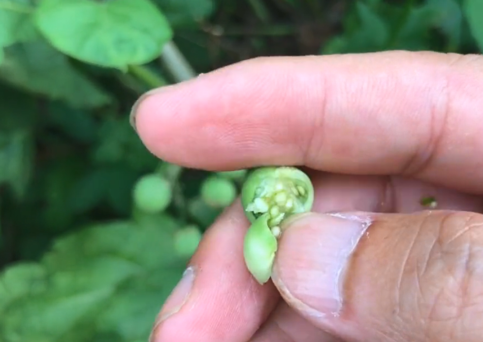 农村的野生“茄子”，很多人都没吃过的草本水果，还是治牙痛良药