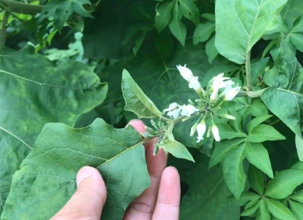 农村的野生“茄子”，很多人都没吃过的草本水果，还是治牙痛良药