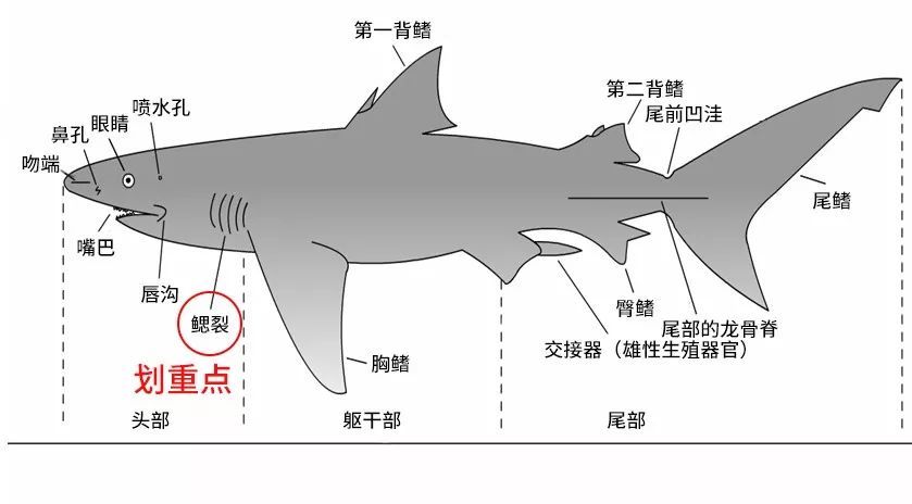 鲨鱼的奋斗 海洋强势物种修炼秘籍