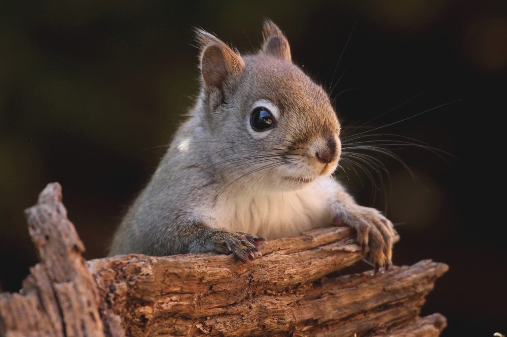 呆萌可爱,眼睛忽闪忽闪的小松鼠