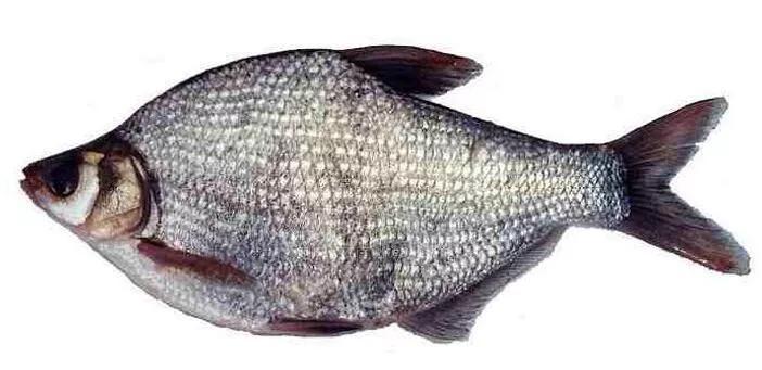 它的学名叫团头鲂,旧称鳊鱼,属于鲤科鲂属,繁殖能力强,生长速度快,又