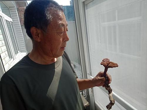 葫芦岛市民雨后在山坡上采到宝贝 谁知道这是