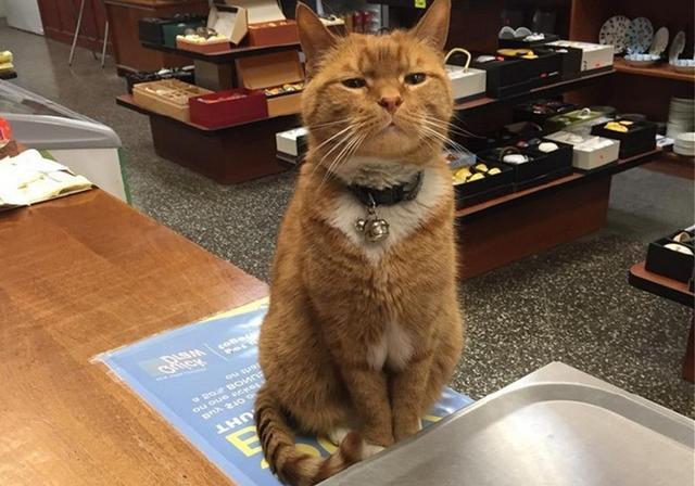 胖橘坚持看店十年,终因工作认真获得编制,从此捧上铁饭碗