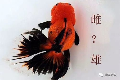 腾讯内容开放平台
