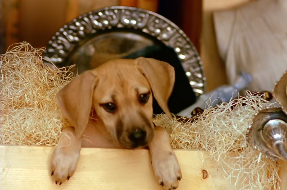 妈妈 当我不再依赖雨靴 记录有关勇犬大栗里的美好与爱