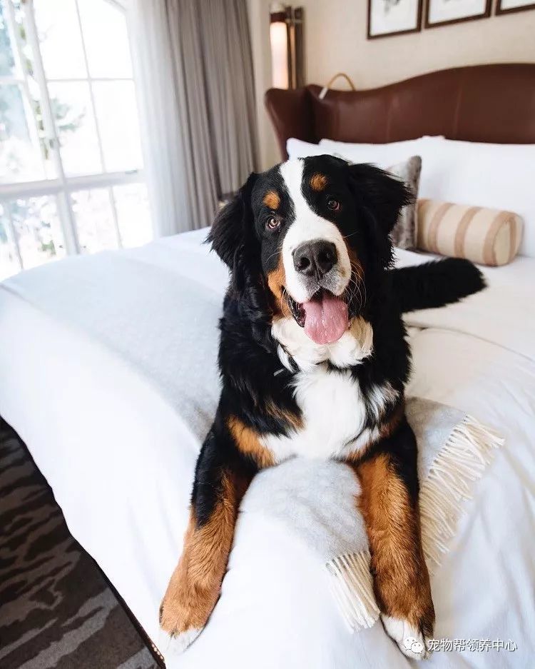 毛绒绒的"酒店大堂经理"专职拥抱顾客,还借机揩油