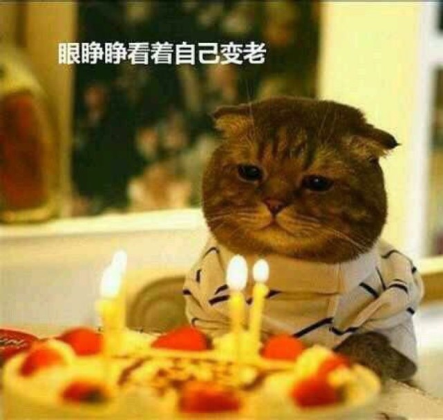 可爱猫咪搞笑表情包:就这样看着烛光,自己慢慢变老!