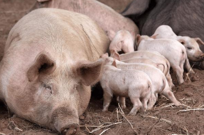 同是处在亚洲 印度人卖猪肉随便 中国看地域 第一个国家最干净