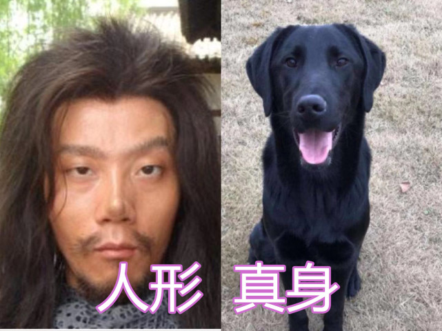 人形vs真身 哮天犬狗狗 长芳主牡丹 看到的乌鸦 这也能行