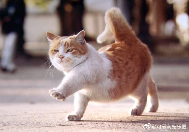 喵星人是世间最可爱的灵魂