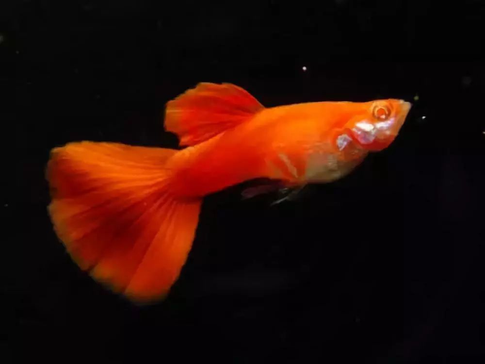 清道夫立马倒着附着在水面下,吸虾干吃,而且把正在抢食的鱼全部赶走