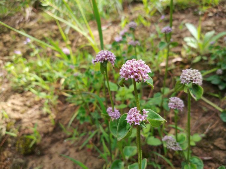 徒步随走昆明银盘山 遇见秋日盛开的野花娇艳 赏花识花乐在其中