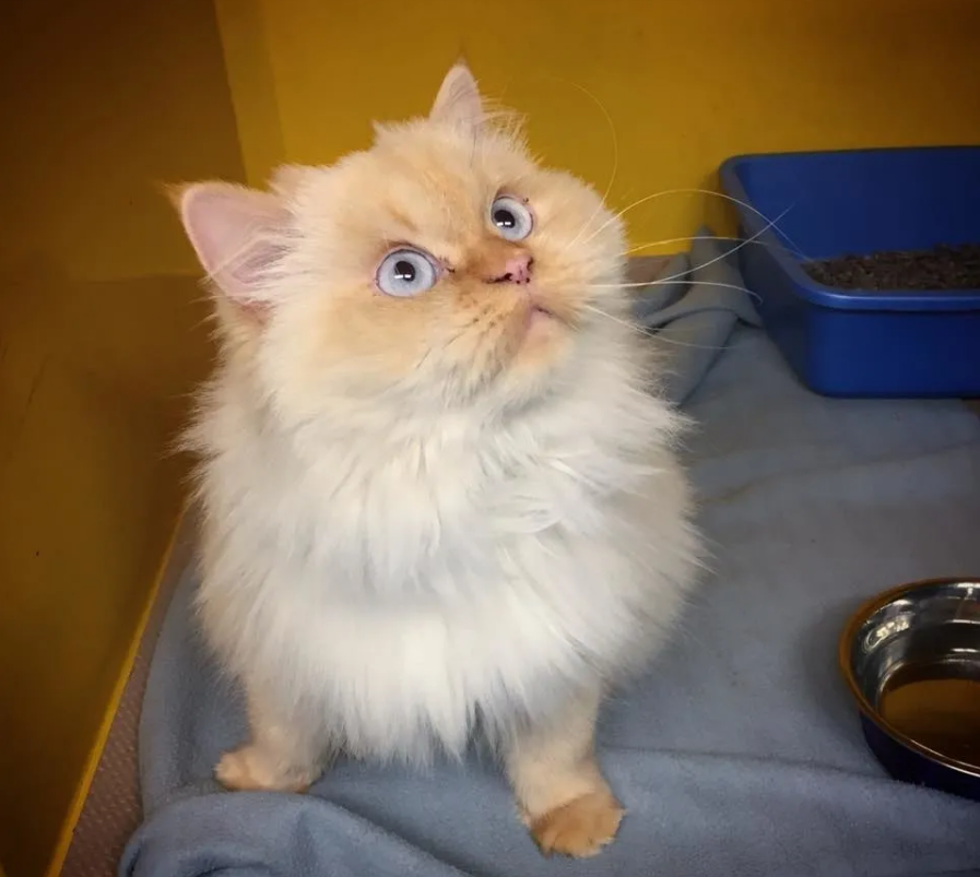 呆笨猫咪一直不叫 女孩好心收养 它的 身份 却比流浪猫都不如