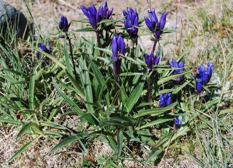 高山上 它开紫色花 见到别当成杂草 如今50元一斤价值高