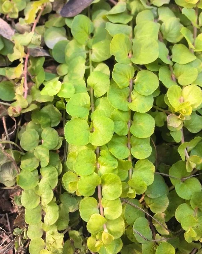 这种野草得像铜钱,路边到处都是,爆盆起来比铜钱草还猛!