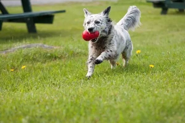 你的狗狗在想什么 训练时 要利用等级意识强化狗狗的邀功心理