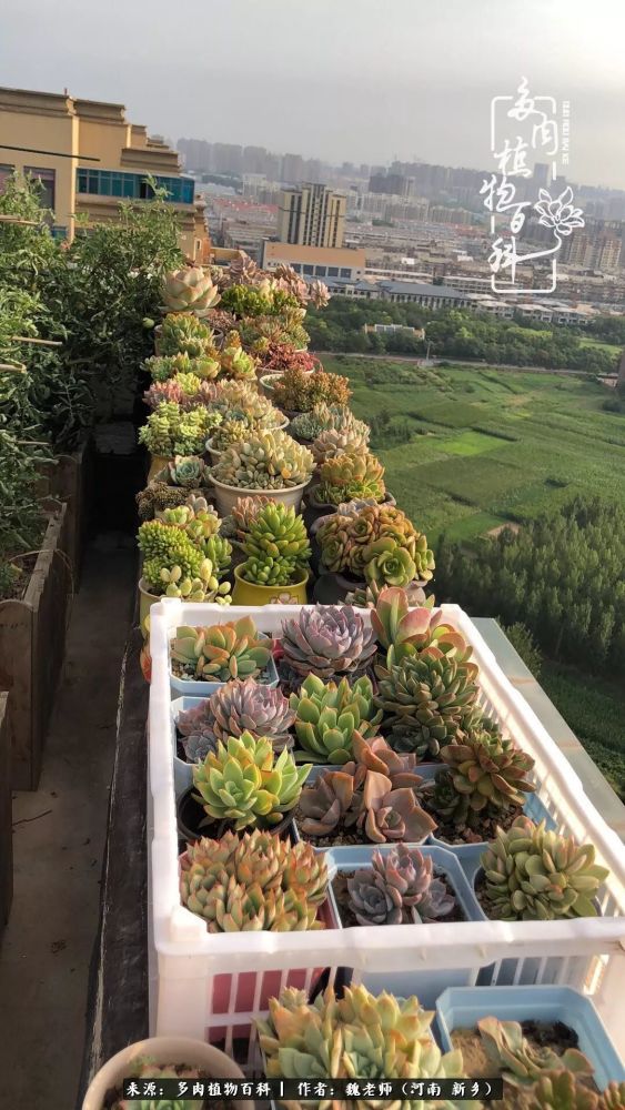 非开挂区的多肉 度夏不遮雨不遮阳 为啥可以这么任性