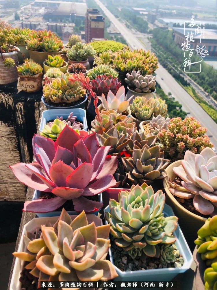 非开挂区的多肉 度夏不遮雨不遮阳 为啥可以这么任性