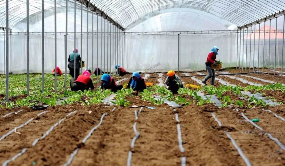蔬菜|9-12月种植什么蔬菜最合适？建议收藏