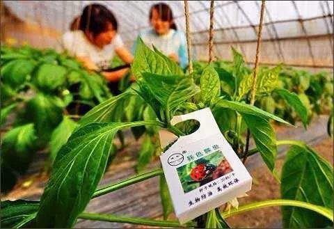 蔬菜|9-12月种植什么蔬菜最合适？建议收藏