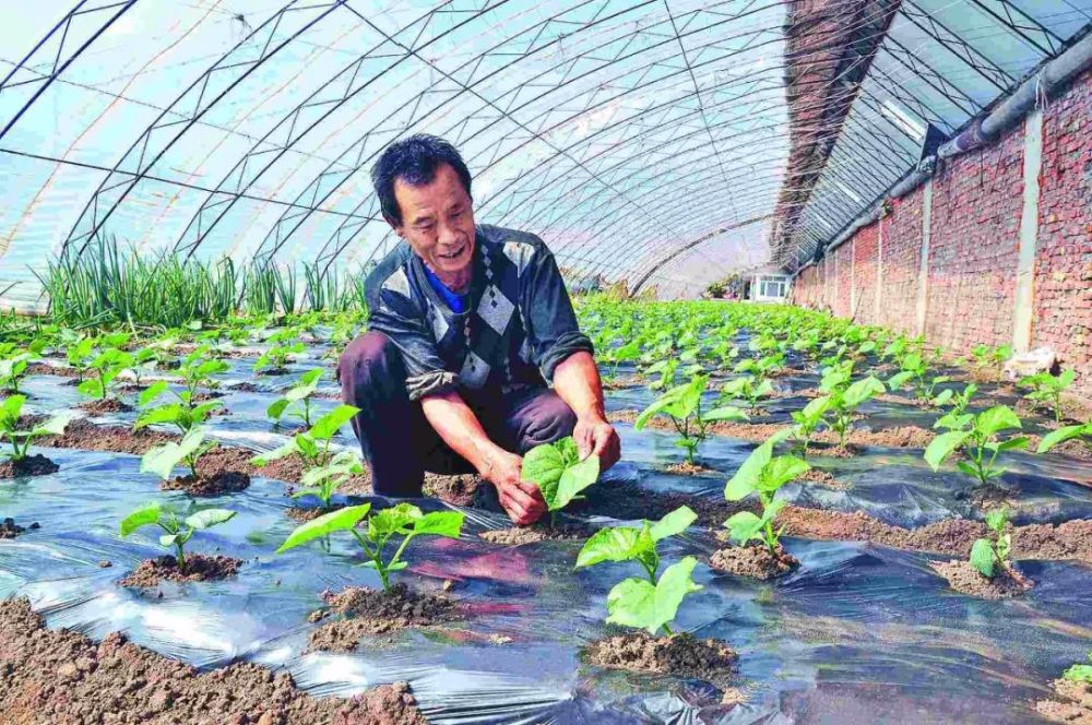 蔬菜|9-12月种植什么蔬菜最合适？建议收藏