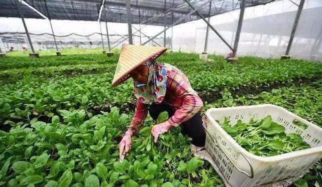 蔬菜|9-12月种植什么蔬菜最合适？建议收藏