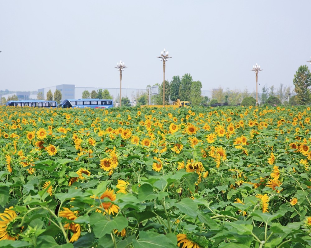 重庆秋天 复盛高铁站夏日风情大片 在秋天盛开的向日葵花海