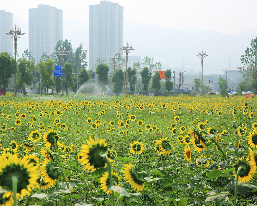 重庆秋天 复盛高铁站夏日风情大片 在秋天盛开的向日葵花海
