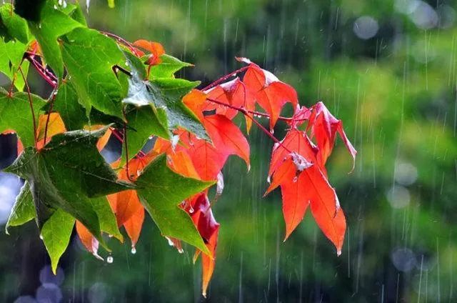 物华秋实, 这是一个收获的季节, 也是丰收的季节, 可以在秋雨中漫步