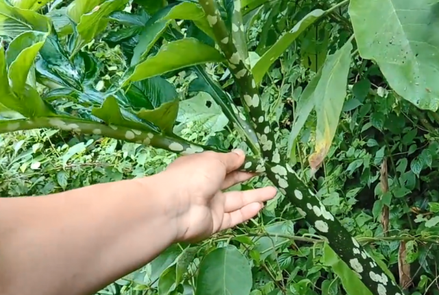 这种植物长得像蛇皮 全身上下都有毒性 却被人们吃了一千多年 魔芋 野草