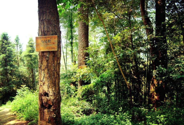 中国最珍贵的几棵树,一颗被投保一亿元,一颗还有人24小时把守