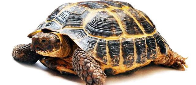 俗话说,千年王八万年龟,后一句更精辟,老祖宗智慧,少有人知