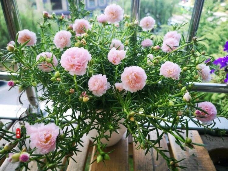 养一年生太阳花和宿根太阳花 用1招 一棵养2年 开花多变盆景