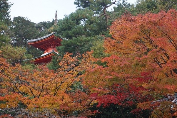 秋天回京都 只为红叶狩
