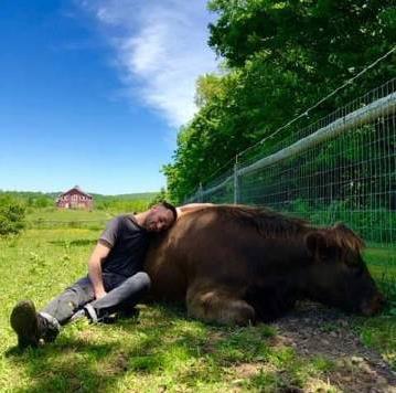 美国开始流行抱牛解压?一分钟530元,美国白领:比撸猫爽!