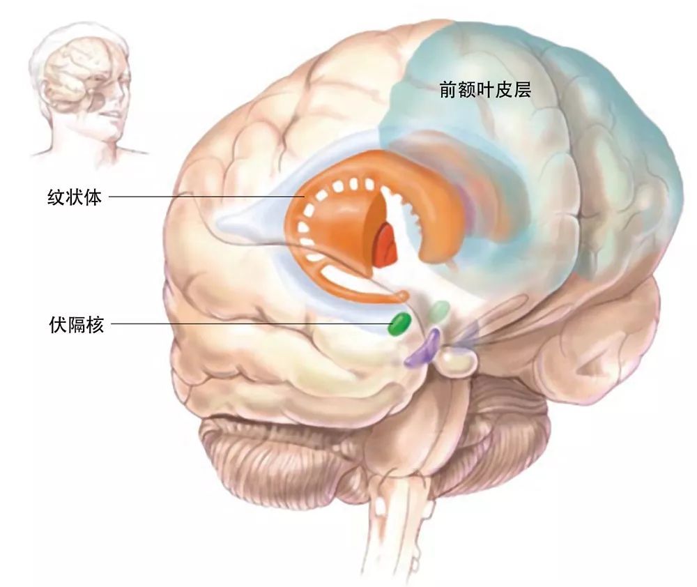 伏隔核是大脑的整合中心,负责接收来自神经区域的输入和输出信号
