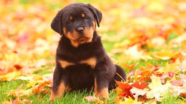 幼犬急促呼吸有三种常见情况 有时狗狗呼吸急促 主人不必太慌张