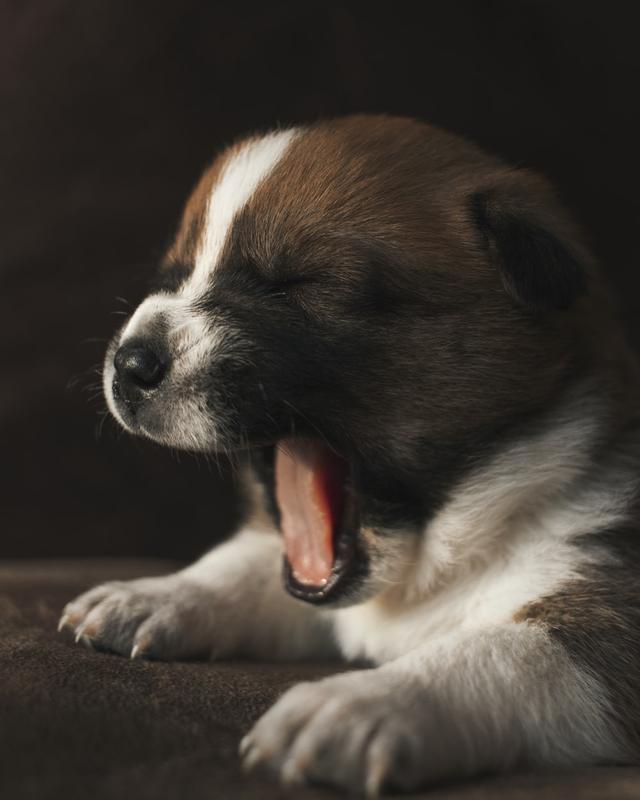 幼犬急促呼吸有三种常见情况 有时狗狗呼吸急促 主人不必太慌张