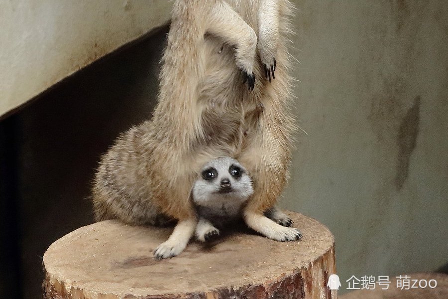 最后一页 前段时间日本井の头动物园人气极旺的小丁满现在怎么样了?