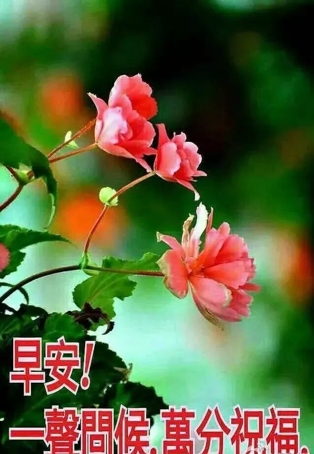 春季非常漂亮清晨早上好表情图片带鲜花 最新版早上好动态表情图片