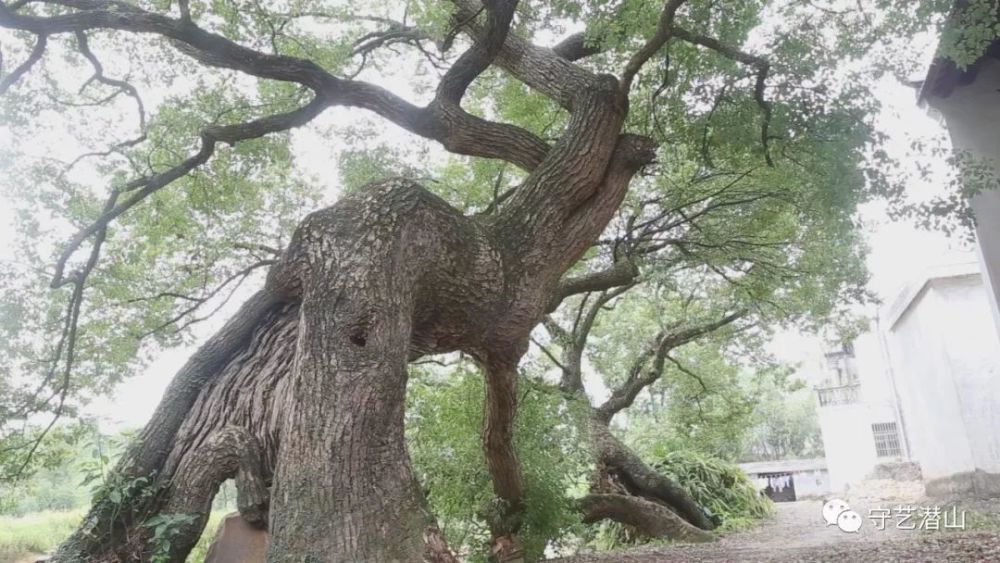 潜山鲍岭村的千年古樟传奇