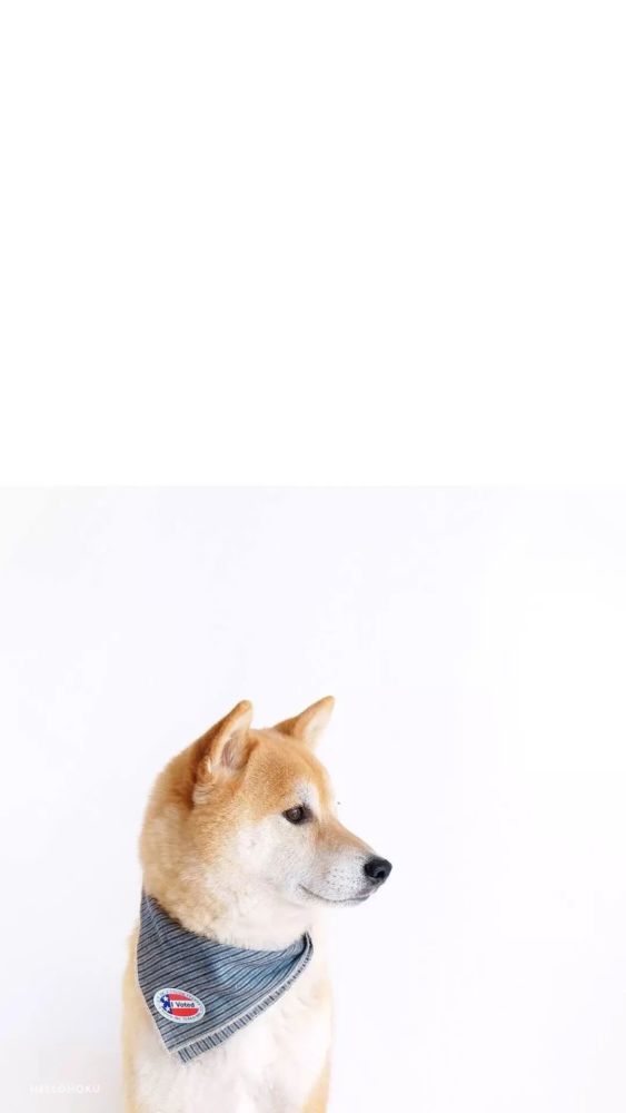 萌萌的狗狗壁纸来啦