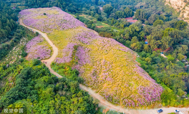 山东济南龙洞风景区格桑花海成为网红打卡地吸引众多游客真美