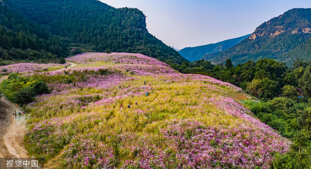 山东济南:龙洞风景区格桑花海,成为网红打卡地吸引众多游客,真美!