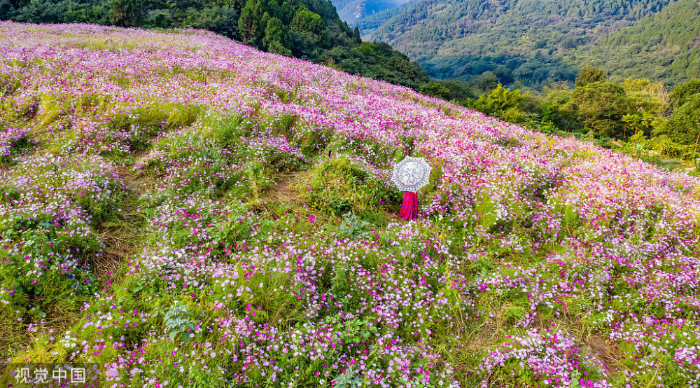 山东济南:龙洞风景区格桑花海,成为网红打卡地吸引众多游客,真美!