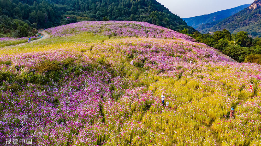 山东济南:龙洞风景区格桑花海,成为网红打卡地吸引众多游客,真美!