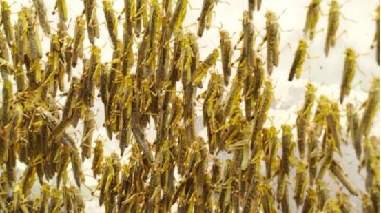 害虫排行_这种昆虫来我国才两年,却成重点防控害虫,每年都从南向北飞一遍(2)