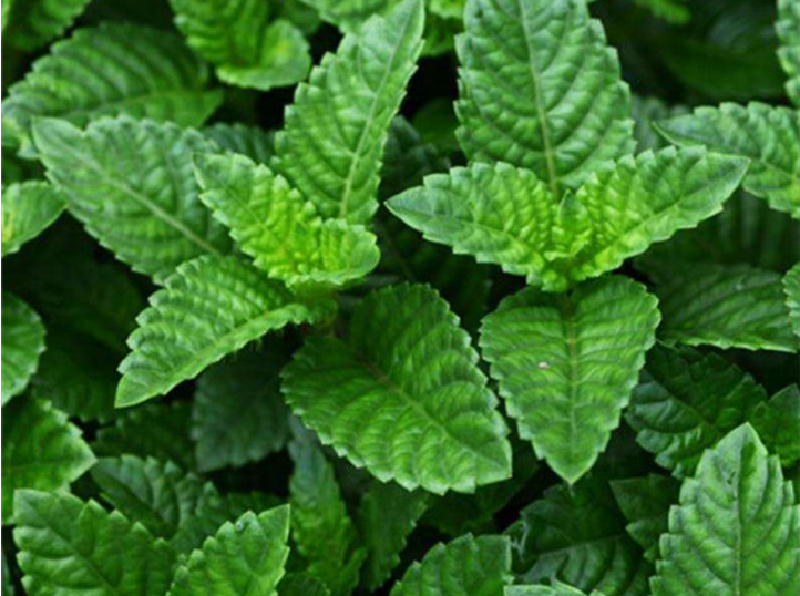 烧仙草or仙草蜜,它们有啥区别?很多人不清楚,网友:区别很大